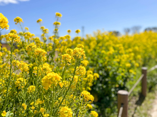 名称未設定-2403151-4