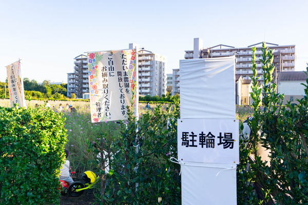 コスモス-2210201