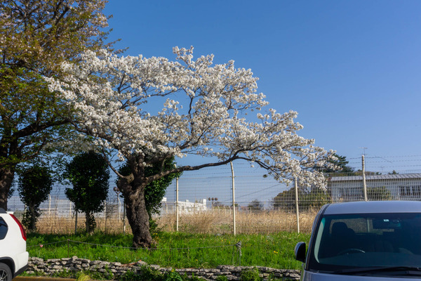 引地台ロータリー桜-2204101