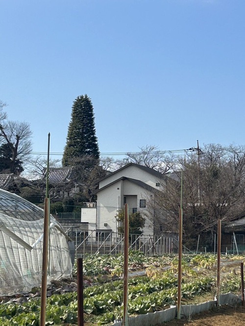 S__94740564_0
