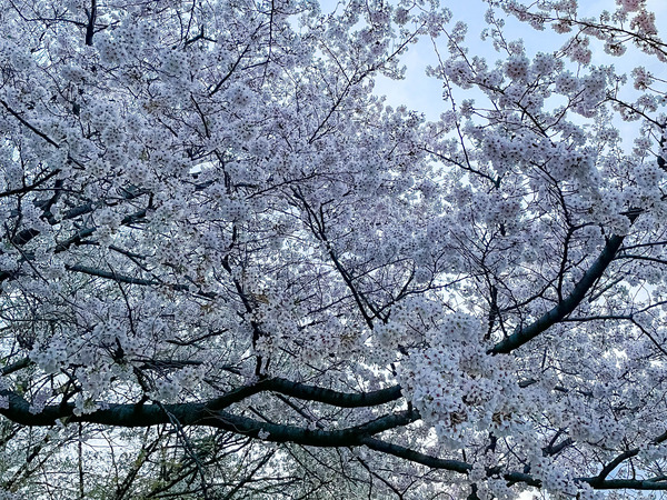 桜4-2303272
