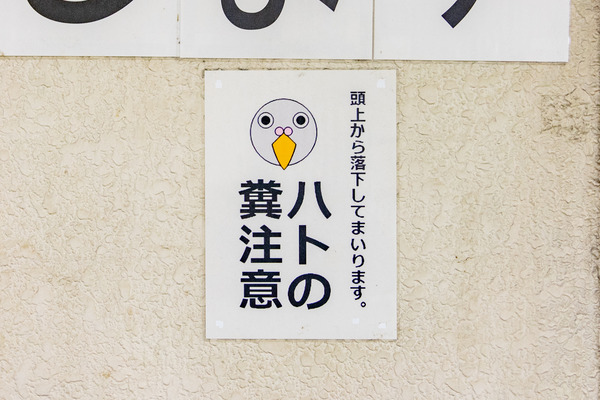 鳩-2201252