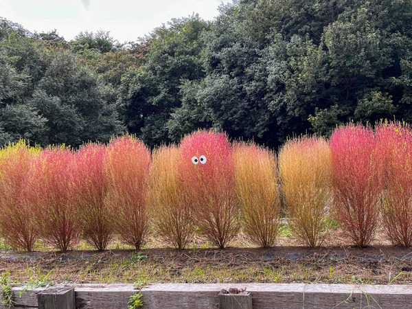 名称未設定-2510041-2