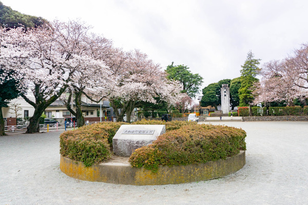 桜-2303214