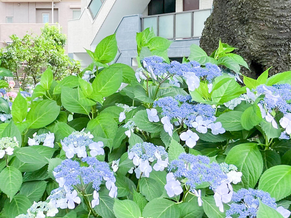 名称未設定-2406071-15