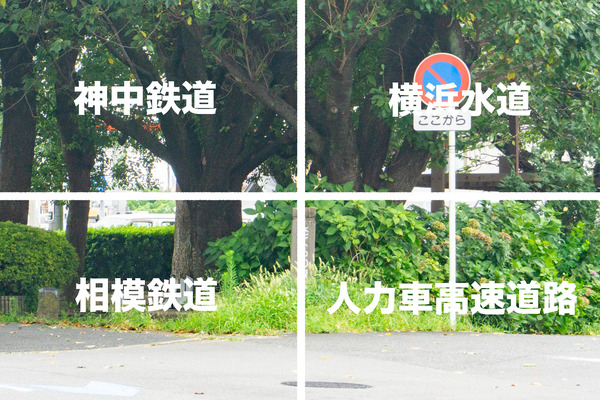 さくらの散歩道