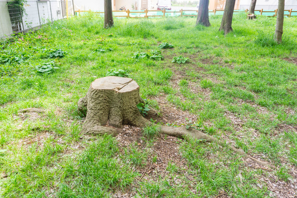 宇都宮記念公園-22050611