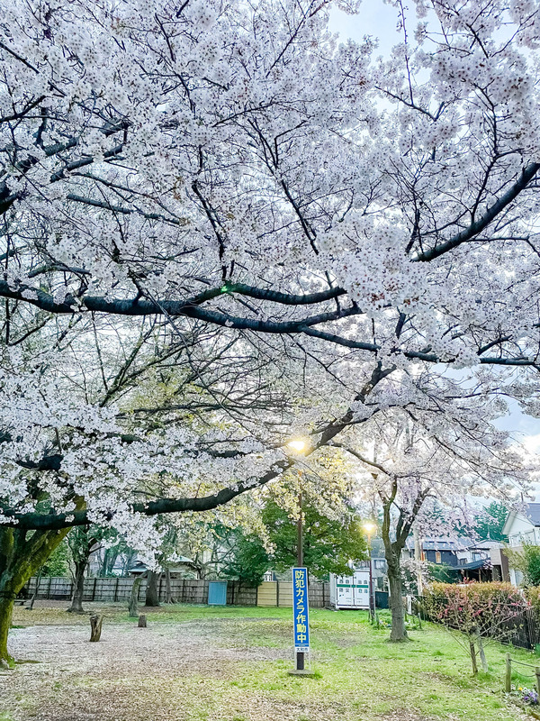 桜4-2303271