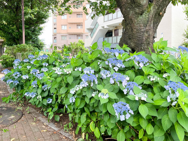 名称未設定-2406071-14
