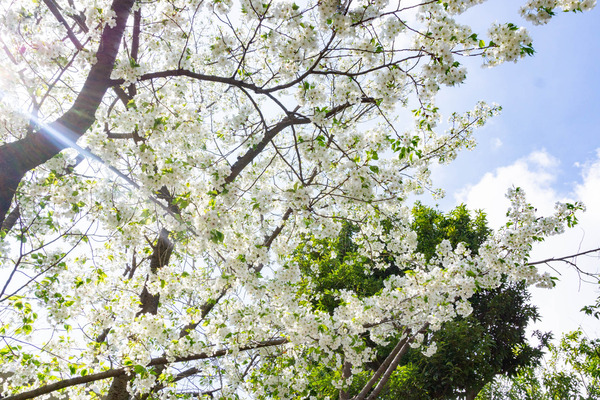 桜2-2303224