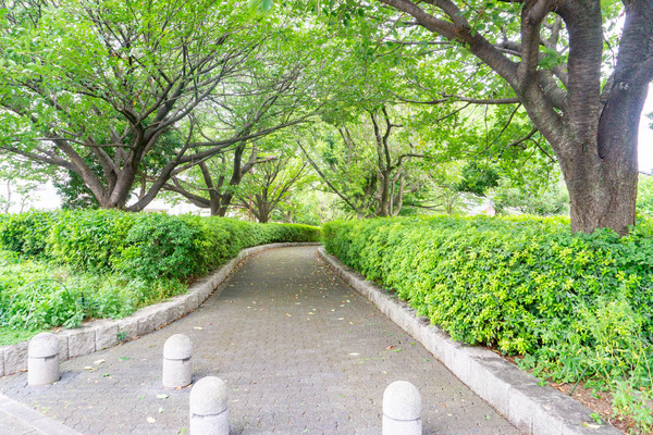 さくらの散歩道-2208241