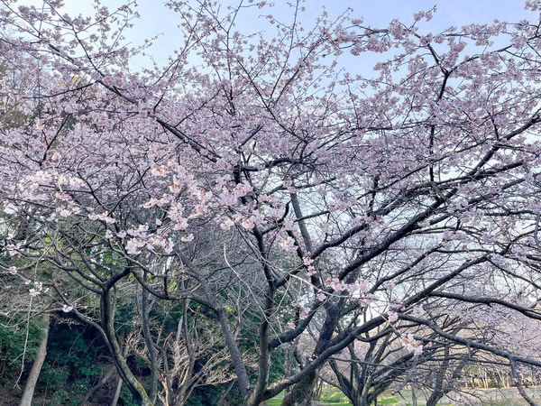名称未設定-2403131-6
