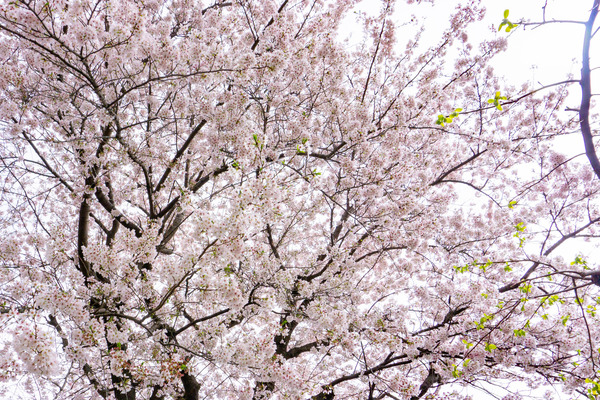 桜5-2303282