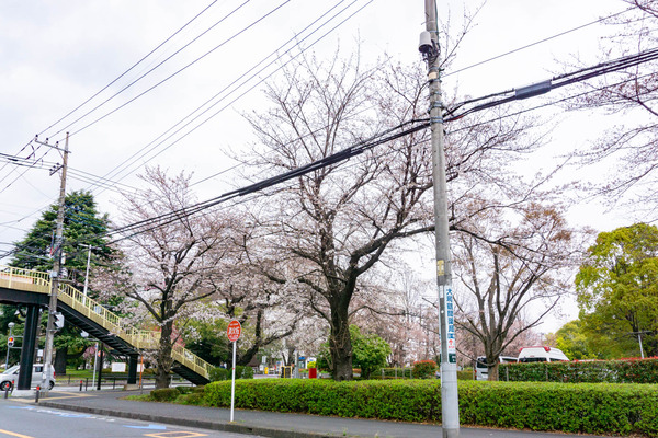 桜-2303218