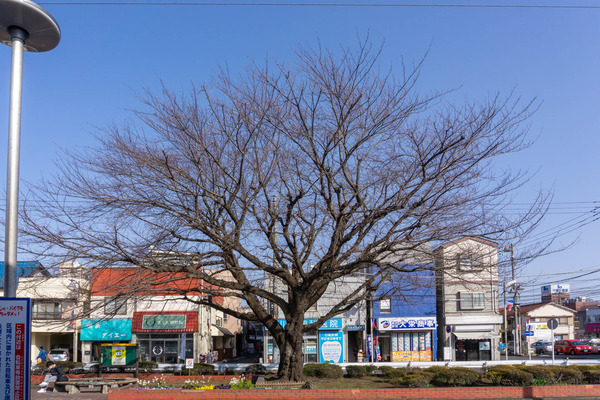 桜ヶ丘駅-2203058
