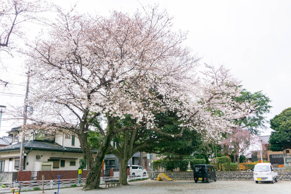 桜-2303212