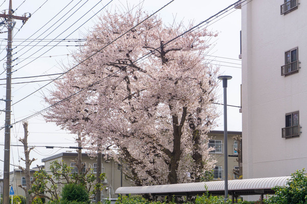 桜（つきみ野住宅地）-2204023