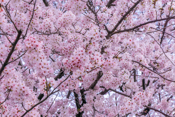 桜ヶ丘駅紹介-2203314