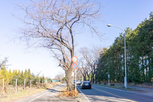 4e2ef68b-s (1)