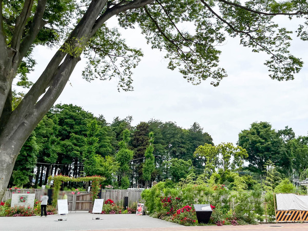 ゆとりの森ちかくの光陵公園のローズガーデンがオープンしてる : 大和