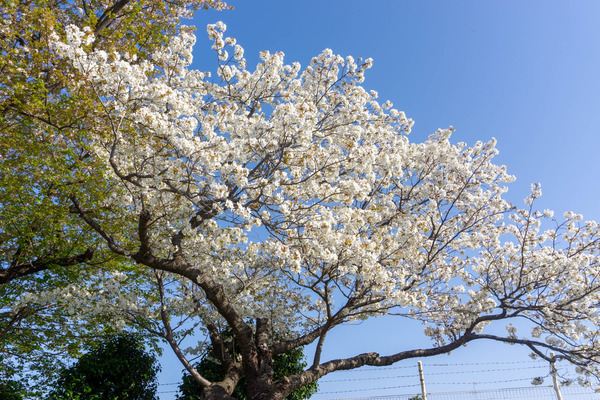 引地台ロータリー桜-2204102