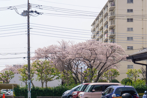 桜（つきみ野住宅地）-2204024