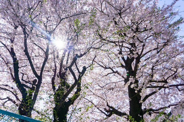 桜6-2303291