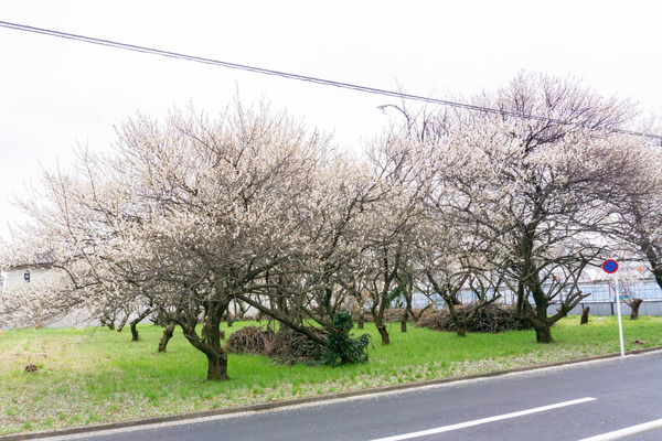 桜-2303053