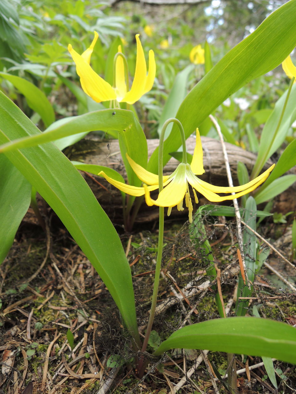 歩く姿は百合の花 リリー やまやぎ