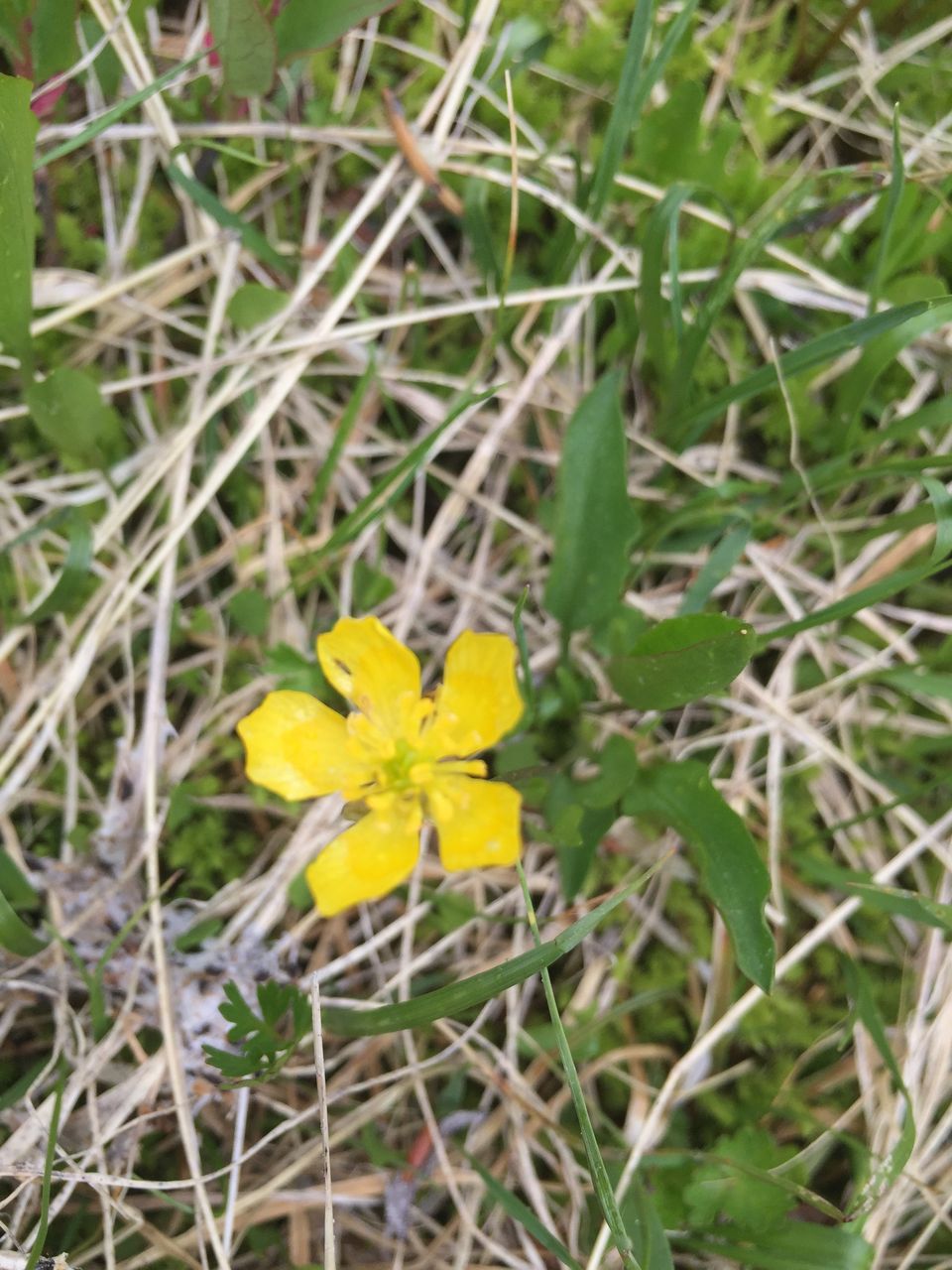 アンも摘んだ 金色に輝く バターカップ やまやぎ