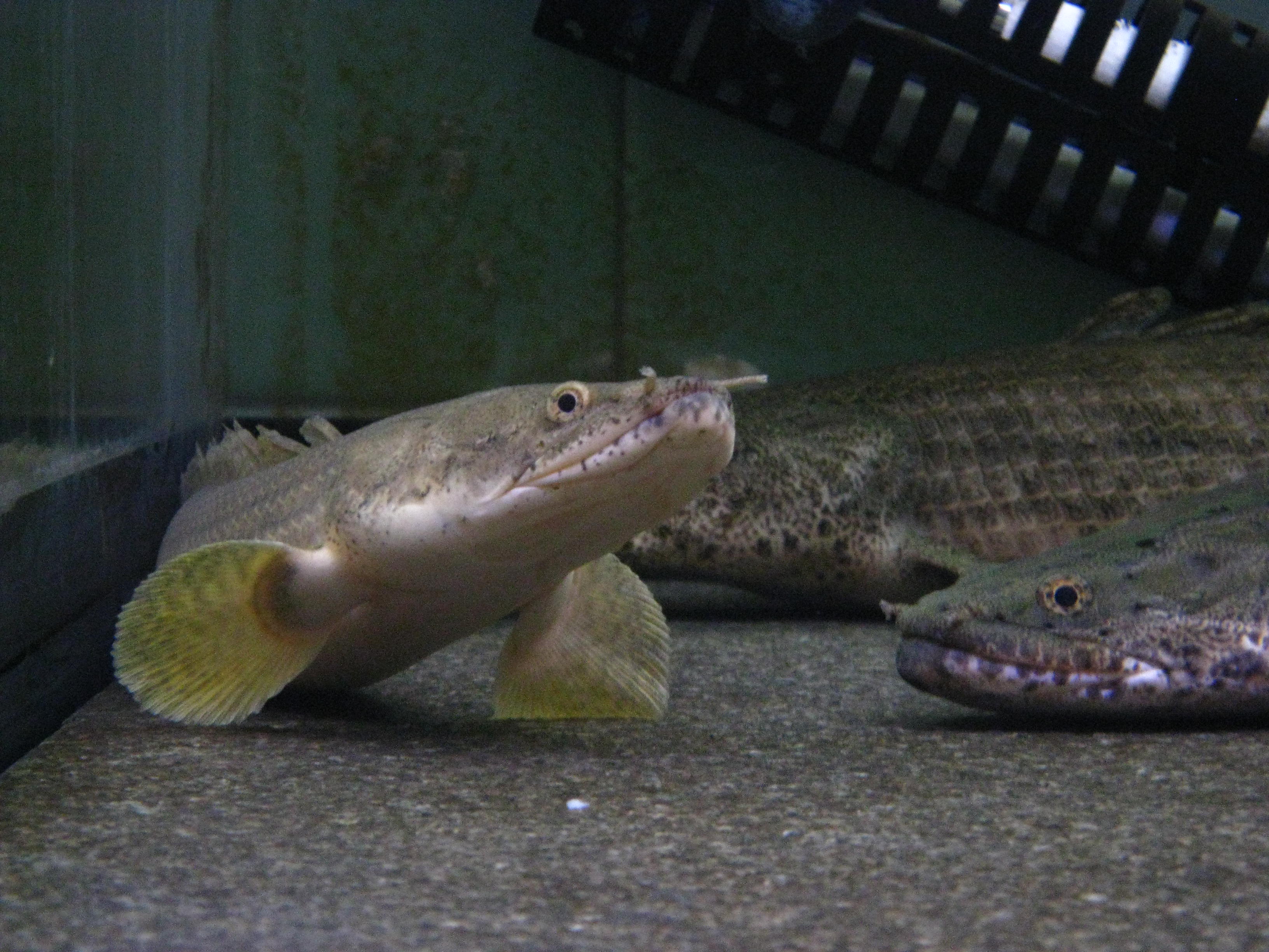 徒然ポリプ日記