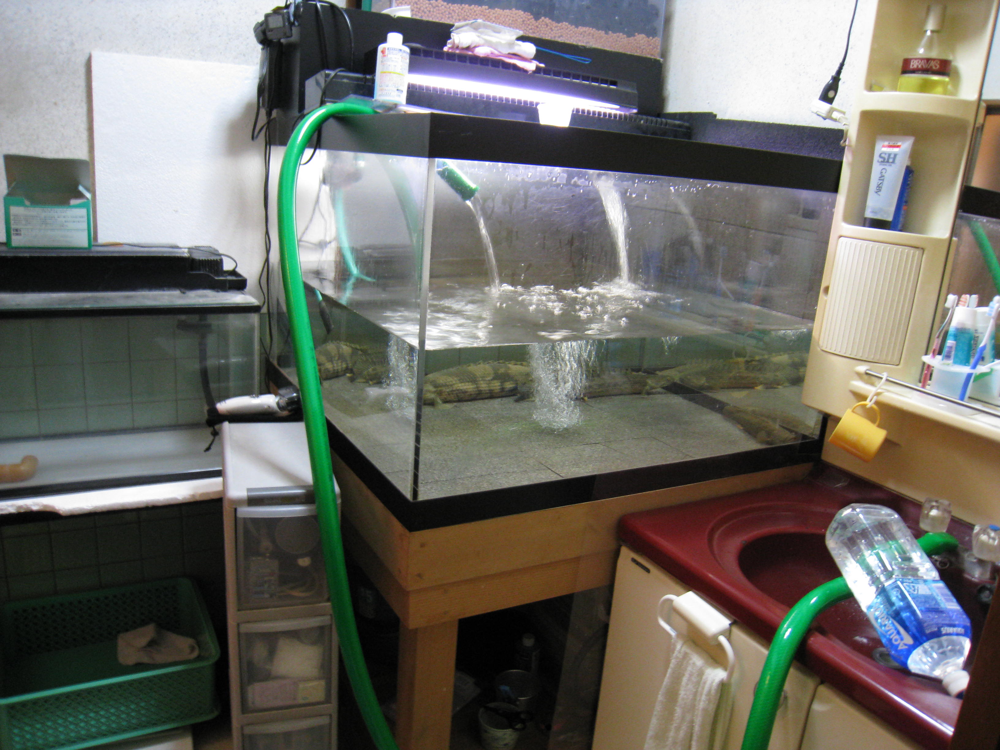 水換えに勝る水質維持無し 徒然ポリプ日記