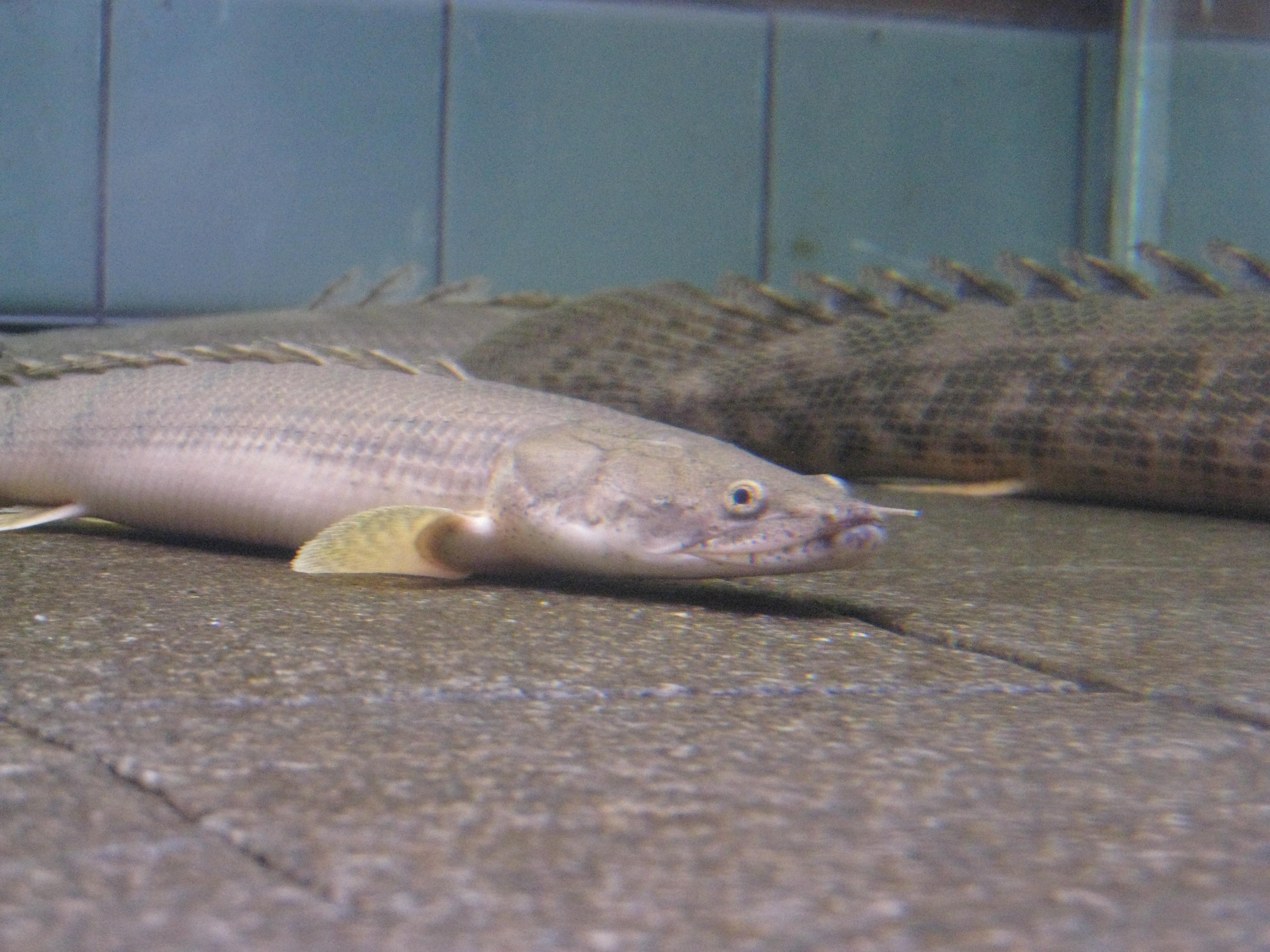 徒然ポリプ日記