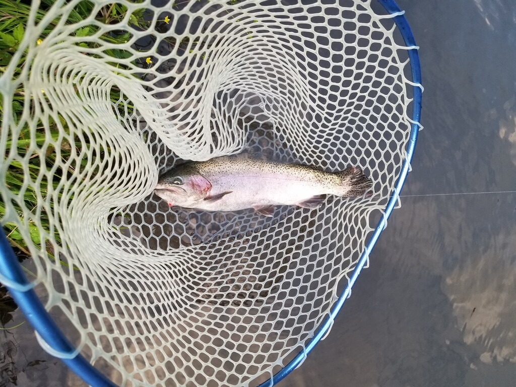 黒保根渓流フィッシング イベントで大イワナキャッチ 22 7 26 俺のブラックバス日記