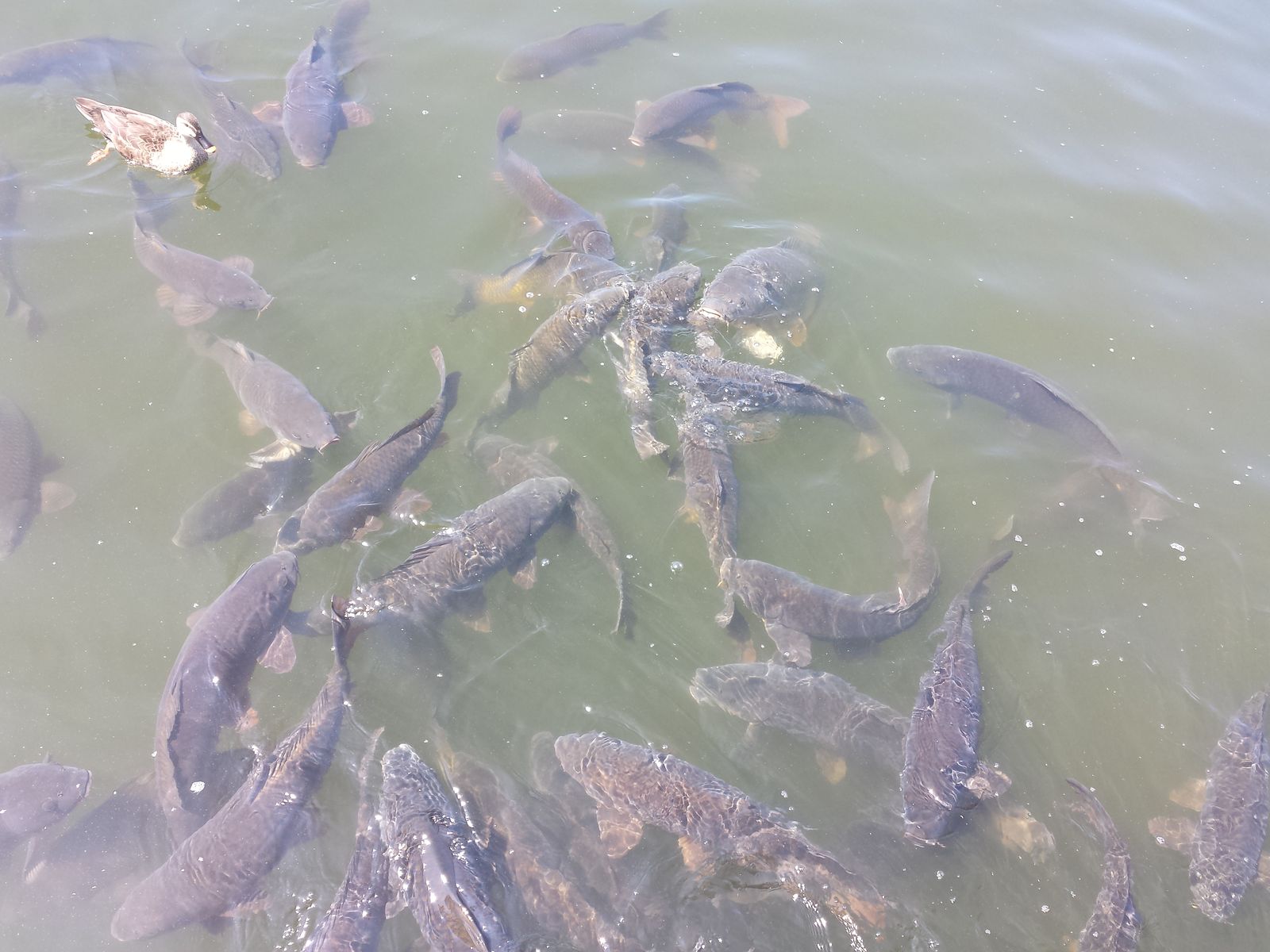 菖蒲公園 鯉の餌やり 14 09 12 俺のブラックバス日記 菖蒲公園 鯉の餌やり 14 09 12 俺のブラックバス日記