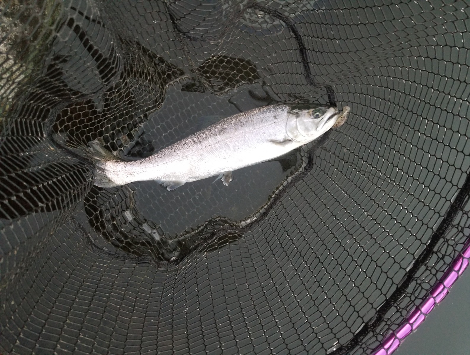 俺のブラックバス日記