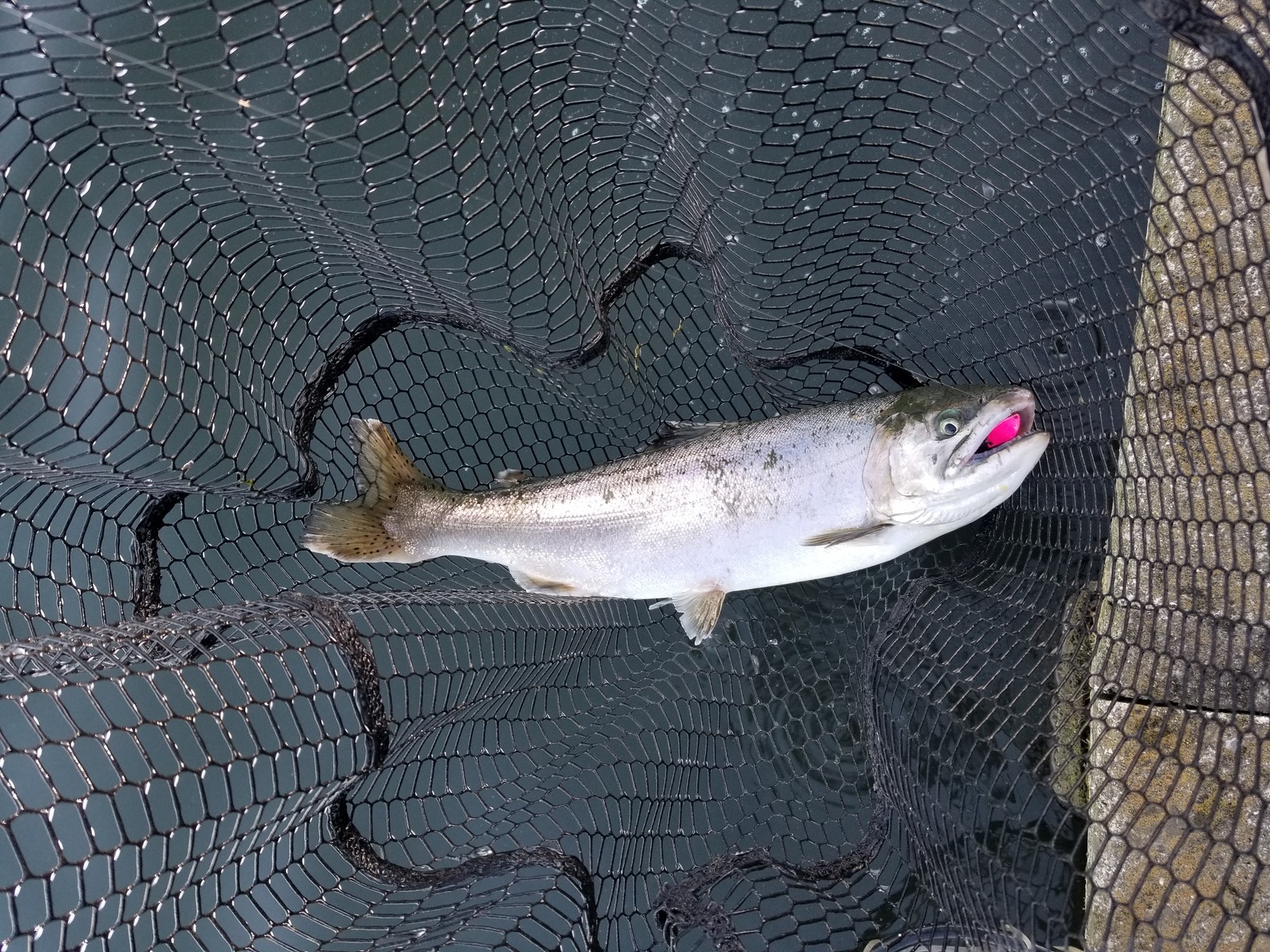 俺のブラックバス日記