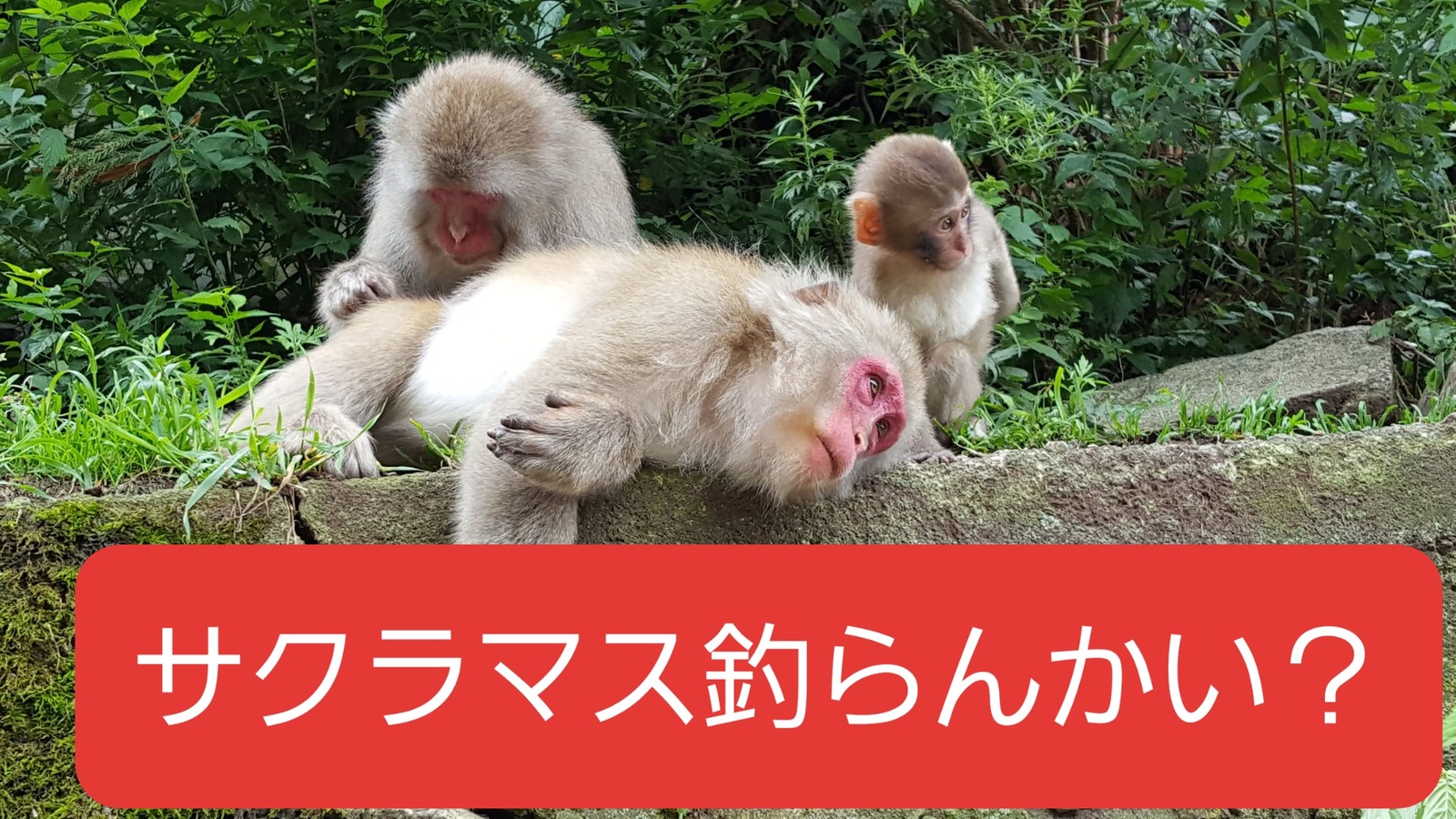 俺のブラックバス日記