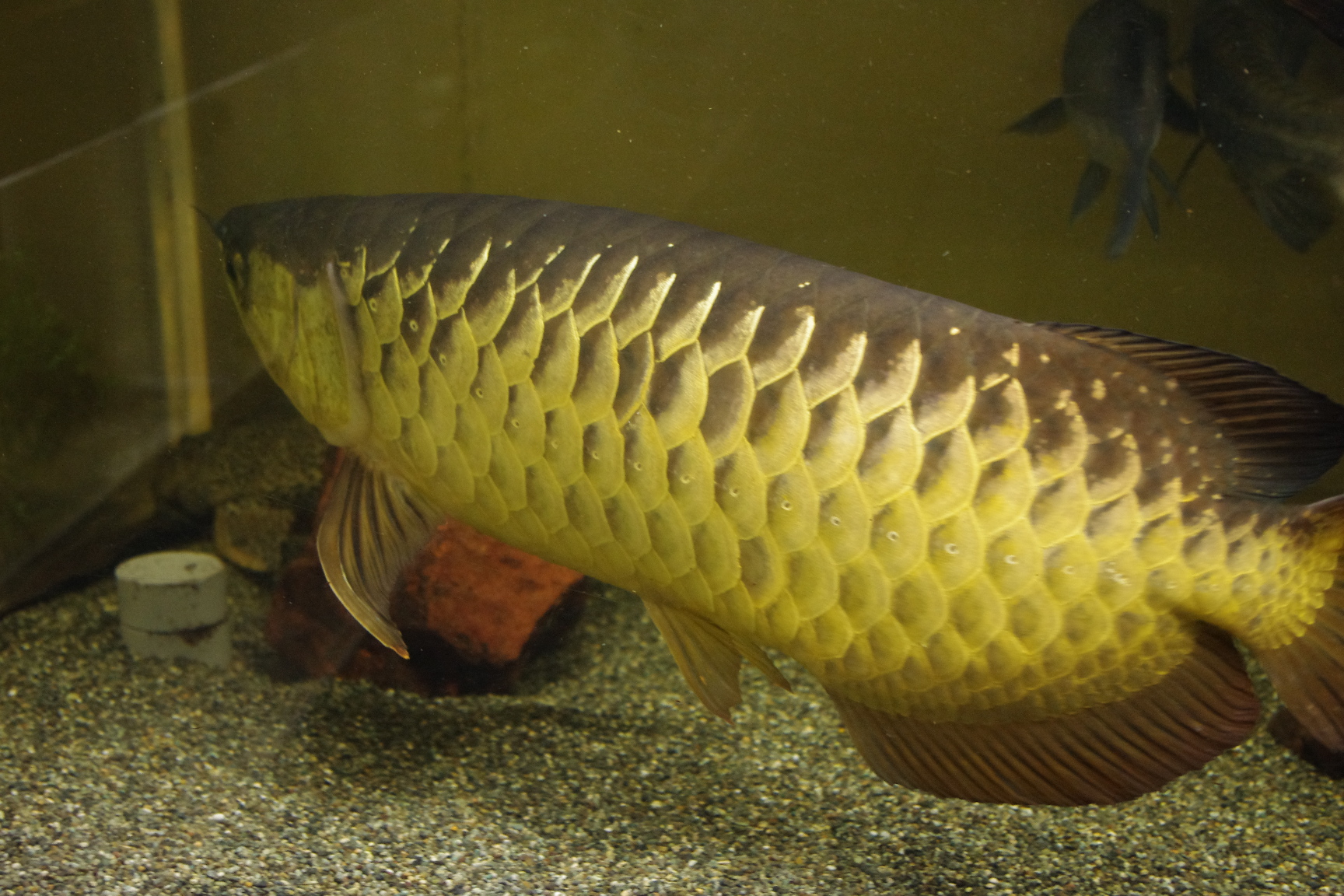 東京タワー水族館第5弾 アロワナ特集 ａｎｃｉｅｎｔ ｒｉｄｅｒ