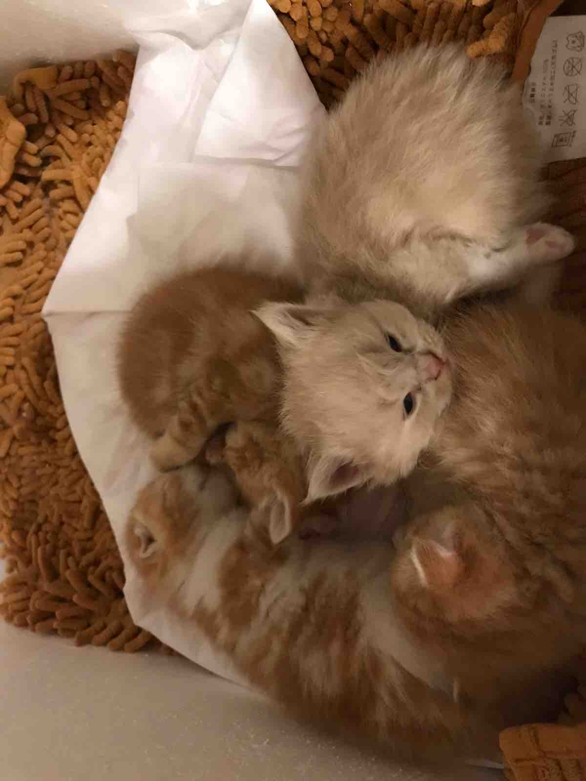 スコティッシュフォールド誕生1ヶ月 ａｎｃｉｅｎｔ ｒｉｄｅｒ