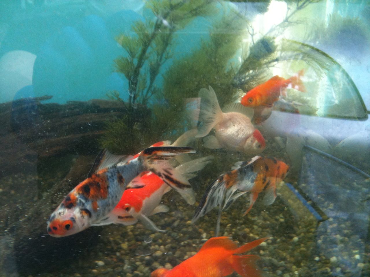 屋外水槽その後 錦鯉と金魚 ancient rider 屋外水槽その後 錦鯉と金魚 ancient rider