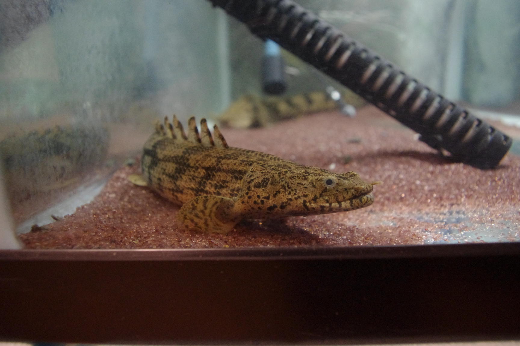 ａｎｃｉｅｎｔ ｒｉｄｅｒ エンドリに関する話