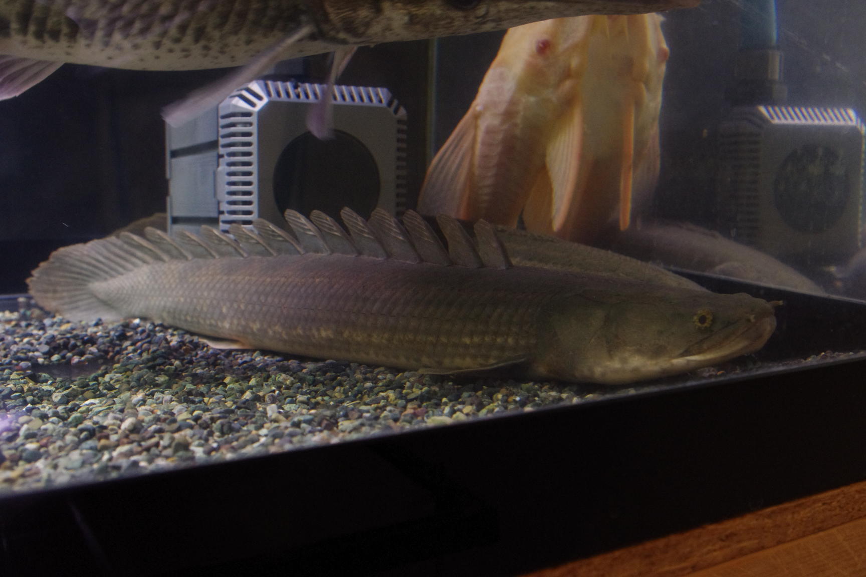 ａｎｃｉｅｎｔ ｒｉｄｅｒ ポリプテルスに関する話