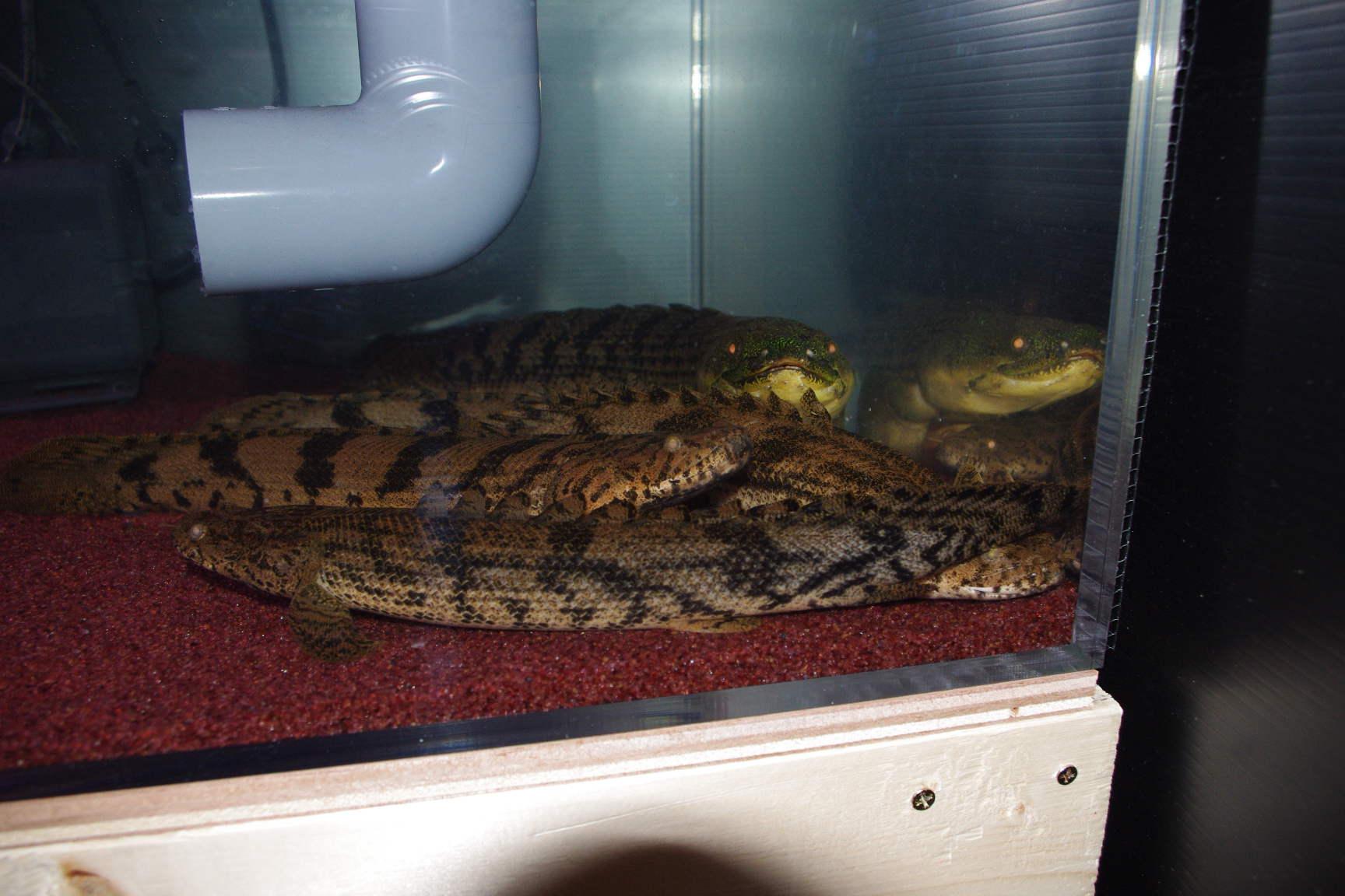 ａｎｃｉｅｎｔ ｒｉｄｅｒ エンドリに関する話