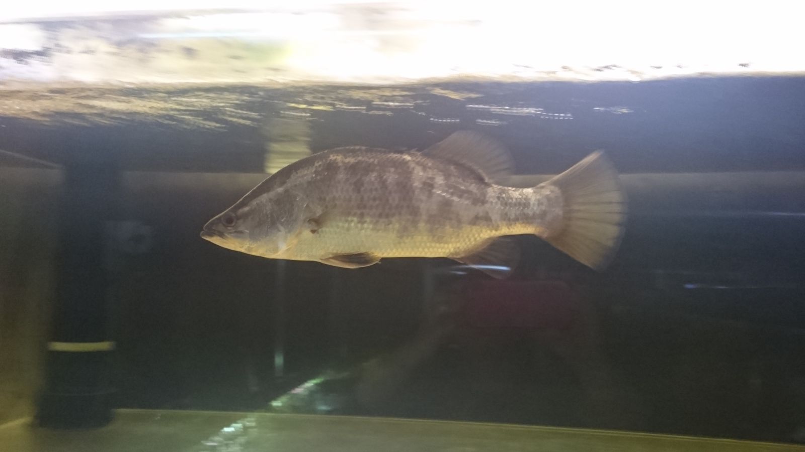 オーストラリアンバラムンディのその後 ａｎｃｉｅｎｔ ｒｉｄｅｒ