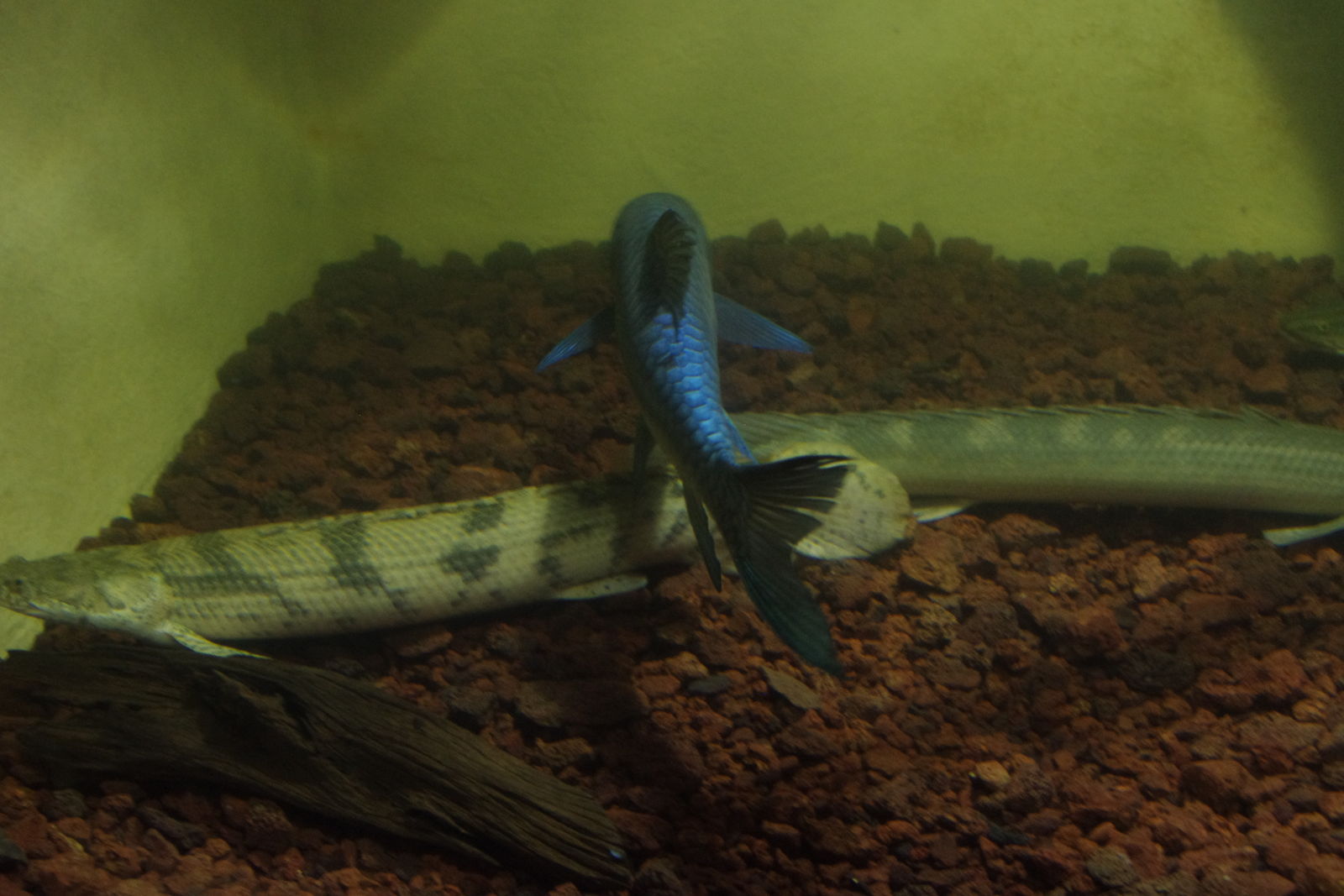 蒼い魚 ancient rider 蒼い魚 ancient rider