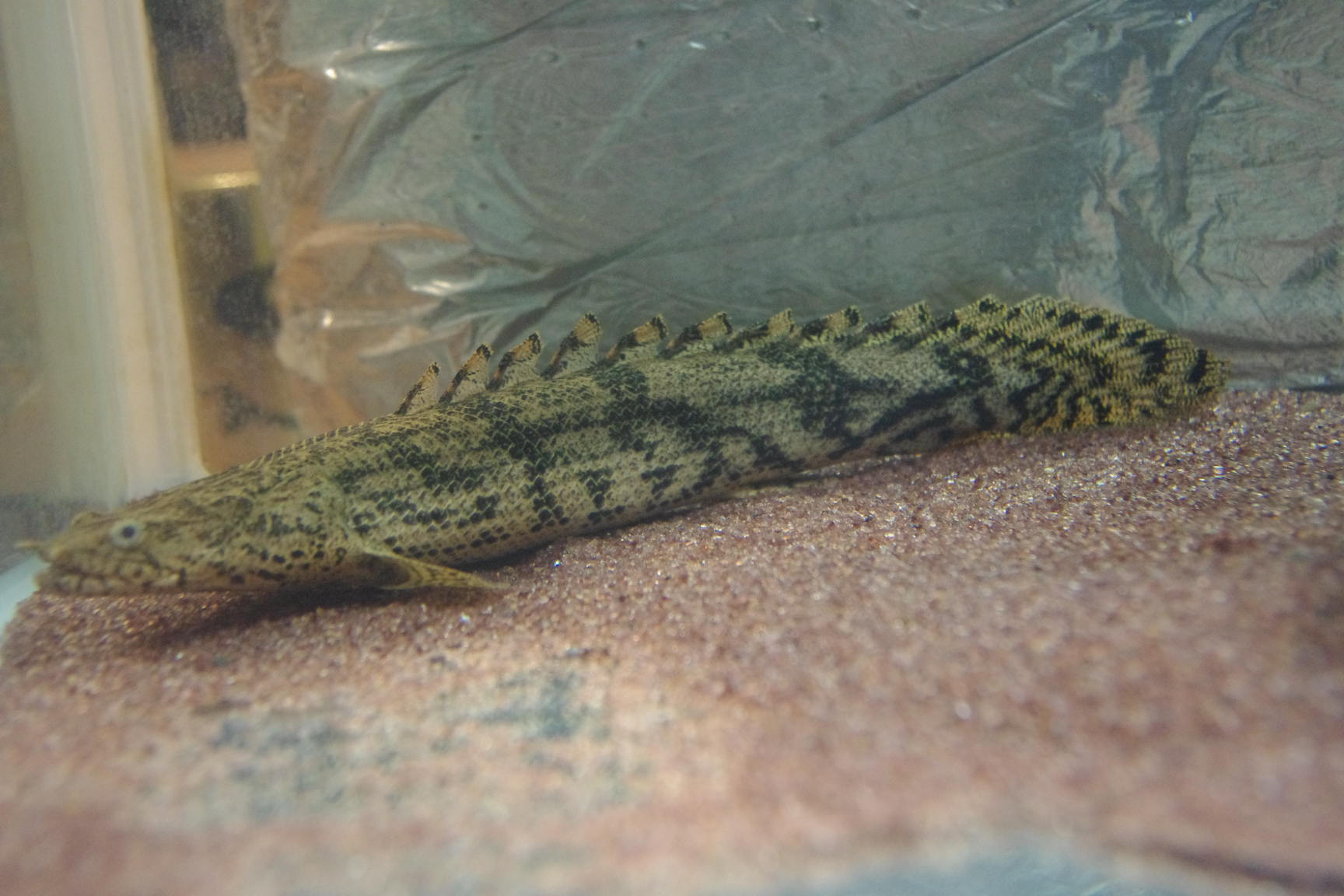 ａｎｃｉｅｎｔ ｒｉｄｅｒ エンドリに関する話