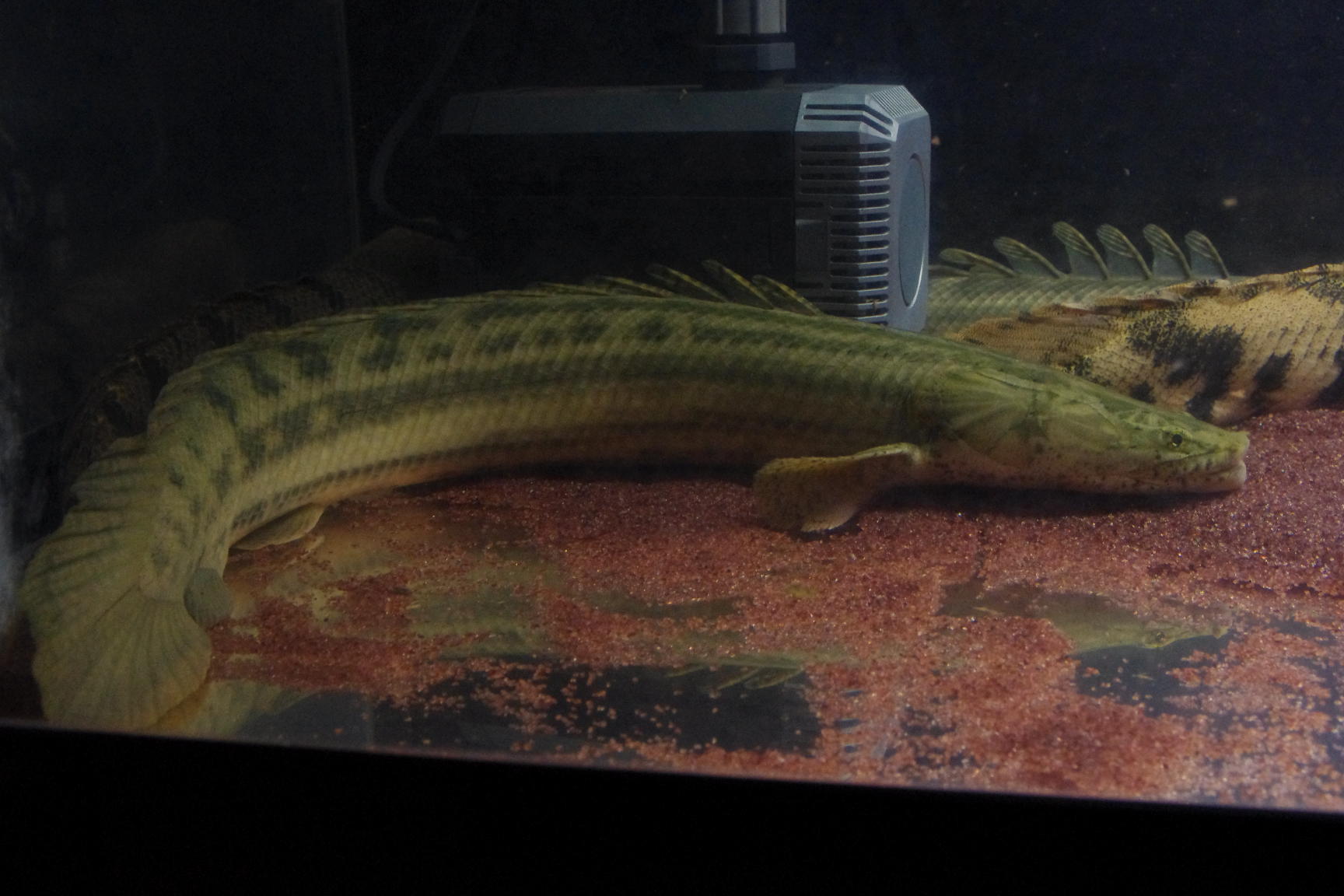 チャドビキール