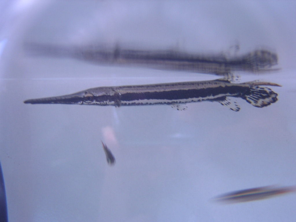 ａｎｃｉｅｎｔ ｒｉｄｅｒ ガーに関しての話