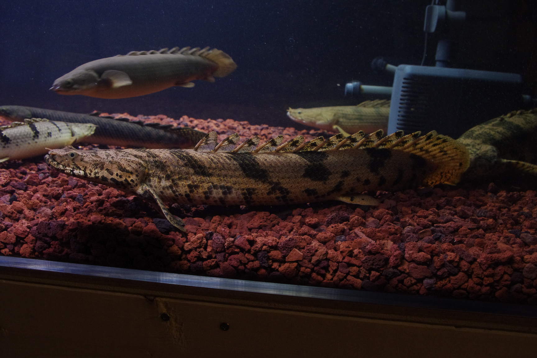 ａｎｃｉｅｎｔ ｒｉｄｅｒ 10年06月